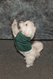 Owner's dog Qtip